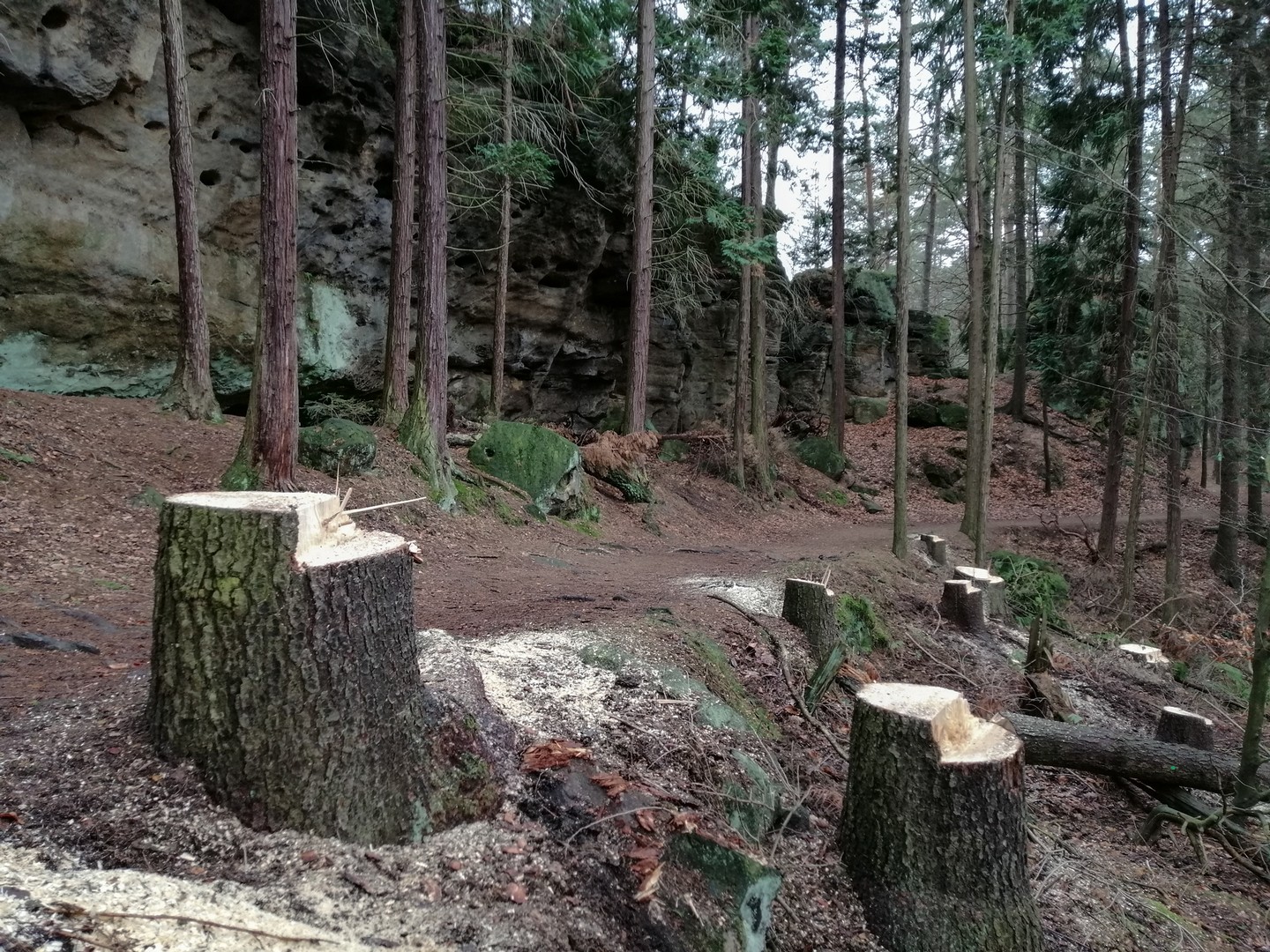 000 Neue Bäume Im Nationalpark Sächsische Schweiz Gepflanzt 000 Neue Bäume Im Nationalpark Sächsische Schweiz Gepflanzt