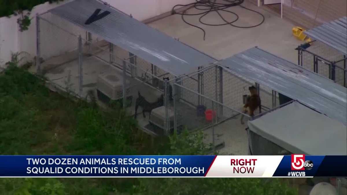 49 Dogs Rescued From Washington County Breeding Facility: Investigation Update 49 Dogs Rescued From Washington County Breeding Facility: Investigation Update