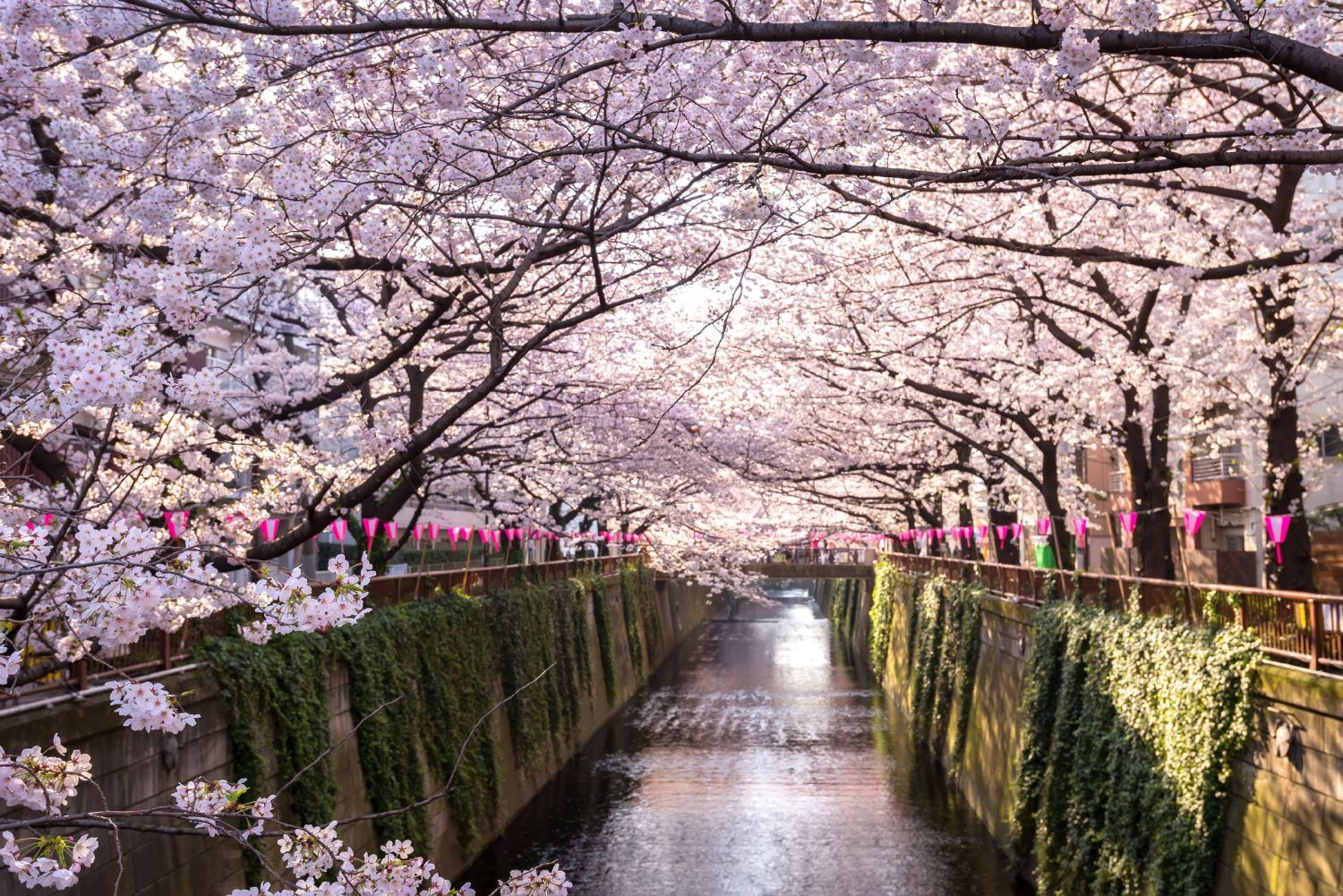 A Springwatch Guide To Japan's Cherry Blossoms A Springwatch Guide To Japan's Cherry Blossoms