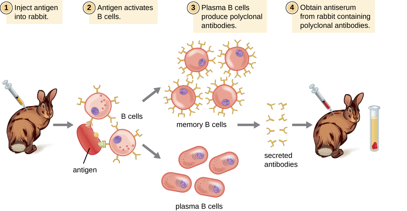 Acquisition Par Sanofi D'un Anticorps Bispécifique De Dren Bio Pour Le Traitement Des Lymphocytes B Acquisition Par Sanofi D'un Anticorps Bispécifique De Dren Bio Pour Le Traitement Des Lymphocytes B