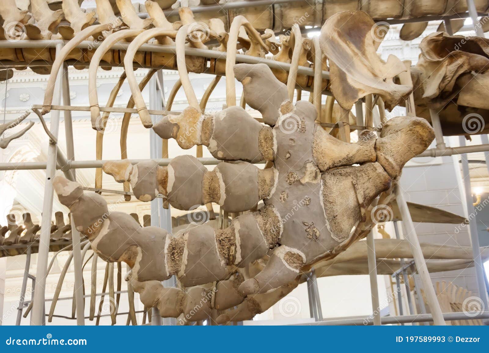 Anchorage Fin Whale Skeleton Recovery: Impact Of Warming Weather And Soft Mudflats Anchorage Fin Whale Skeleton Recovery: Impact Of Warming Weather And Soft Mudflats