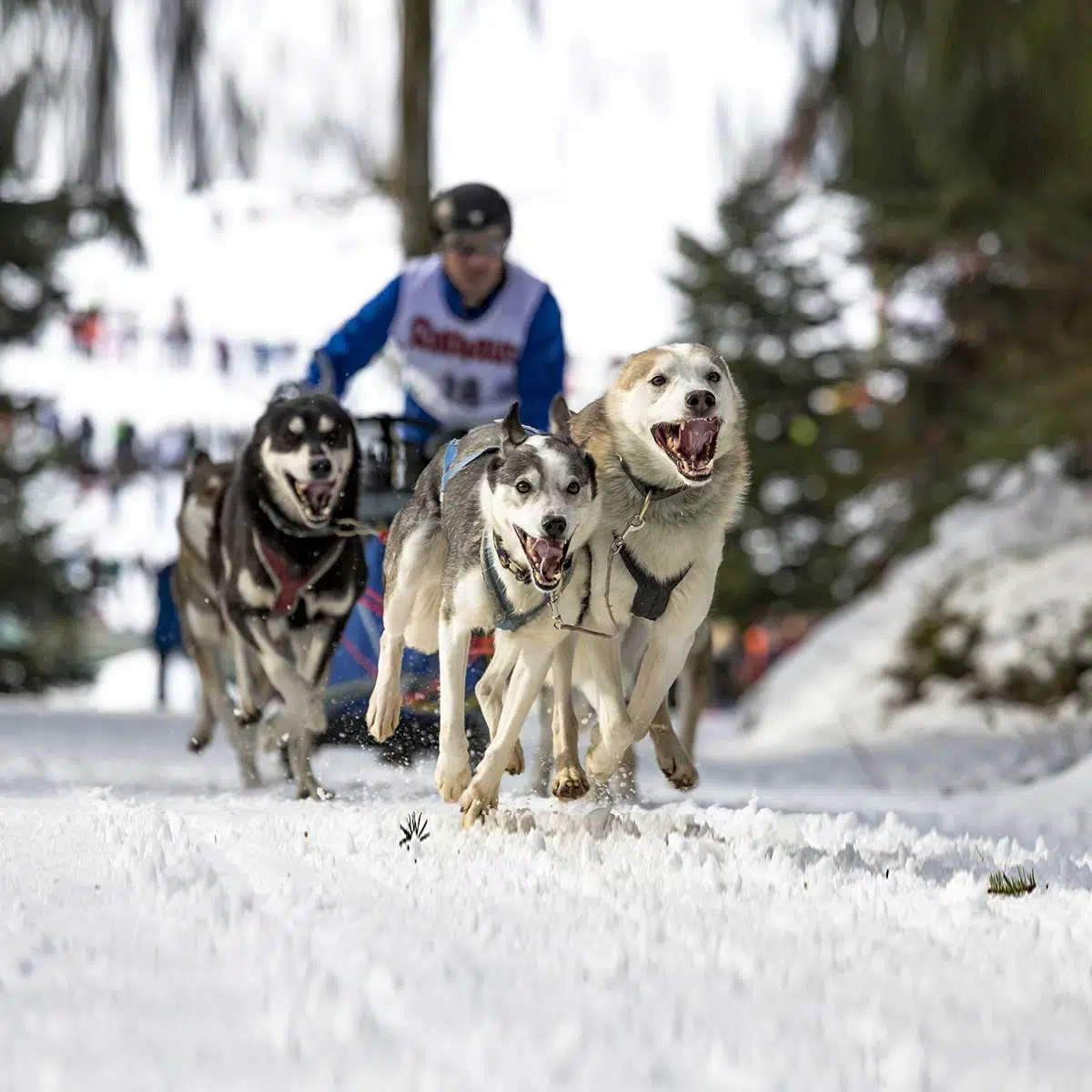 Anchorage Welcomes Iditarod: 2025 Ceremonial Start Draws Huge Crowds Anchorage Welcomes Iditarod: 2025 Ceremonial Start Draws Huge Crowds