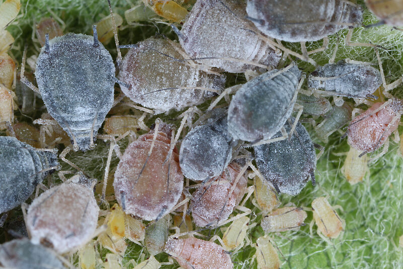 Apple Crop Losses: Rosy Apple Aphid Infestation To Reduce Yields By 10-30% Apple Crop Losses: Rosy Apple Aphid Infestation To Reduce Yields By 10-30%