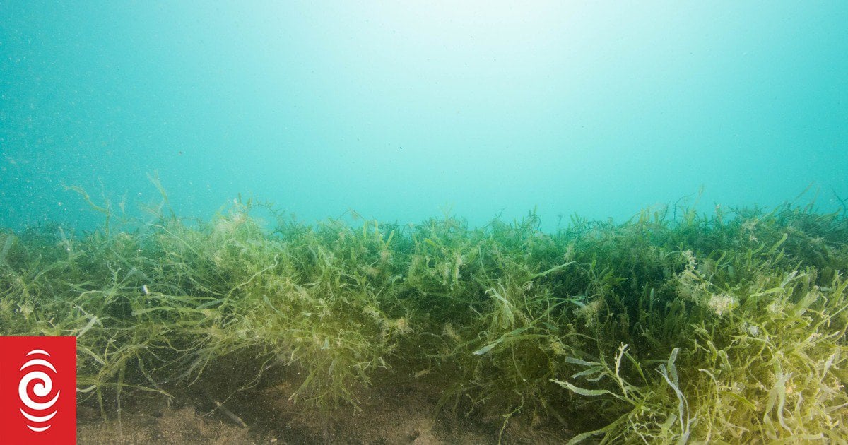 Australia's Marine Fauna Under Siege: The Invasive Seaweed Threat Australia's Marine Fauna Under Siege: The Invasive Seaweed Threat