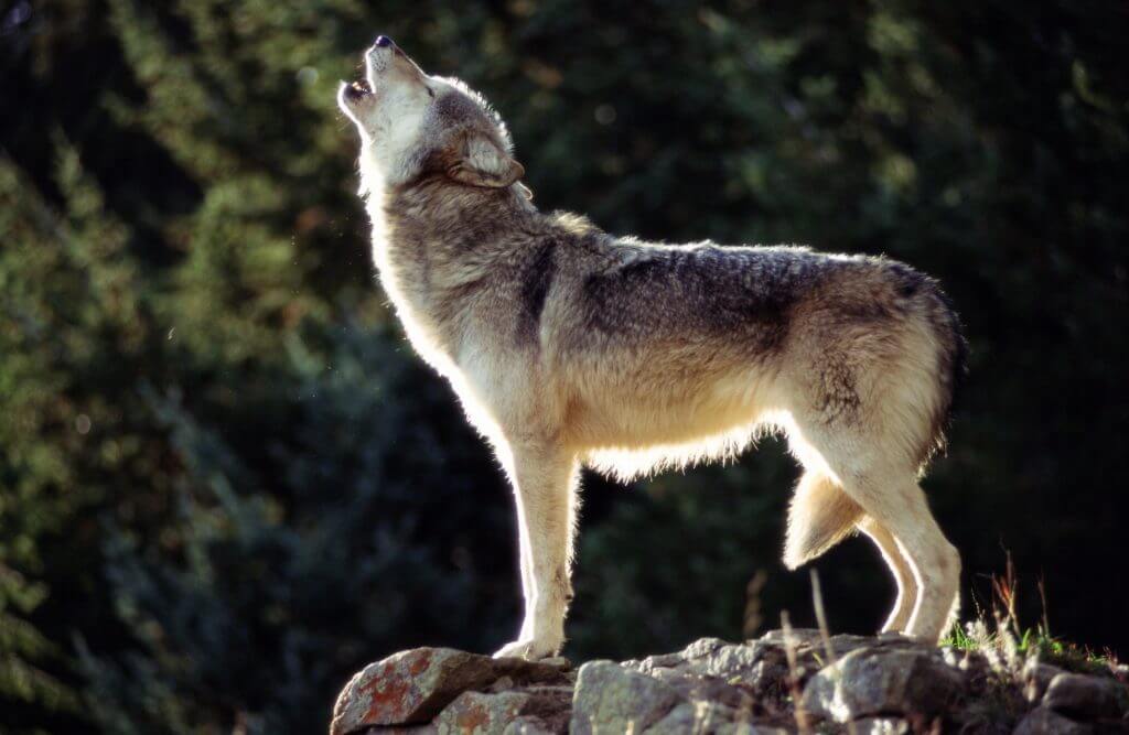 Barton's North State: Finding Balance With Its Wolf Population Barton's North State: Finding Balance With Its Wolf Population