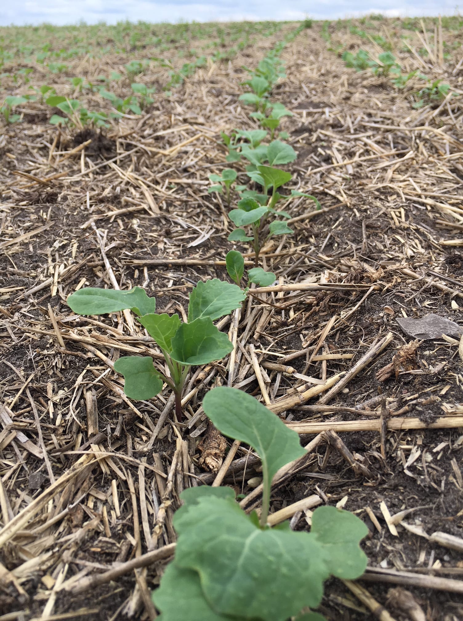 Beyond Canada: China's Search For New Canola Suppliers Beyond Canada: China's Search For New Canola Suppliers