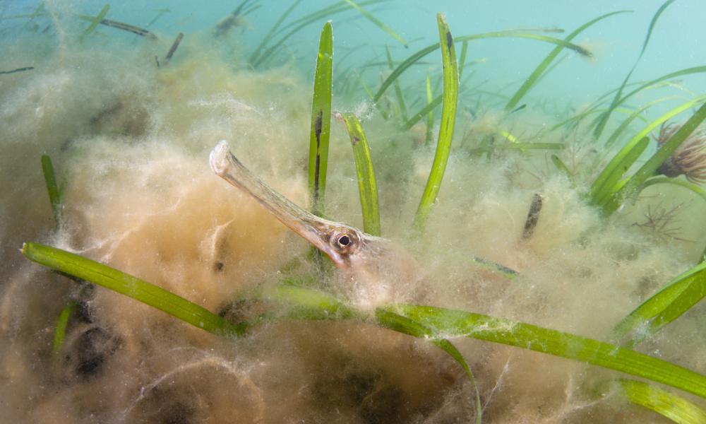 Boosting Scotland's Coastal Ecosystem: Seagrass Planting Initiatives Boosting Scotland's Coastal Ecosystem: Seagrass Planting Initiatives