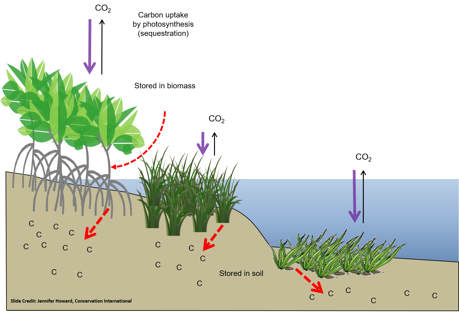 Boosting Scotland's Coastal Ecosystem: Seagrass Restoration Bids Boosting Scotland's Coastal Ecosystem: Seagrass Restoration Bids