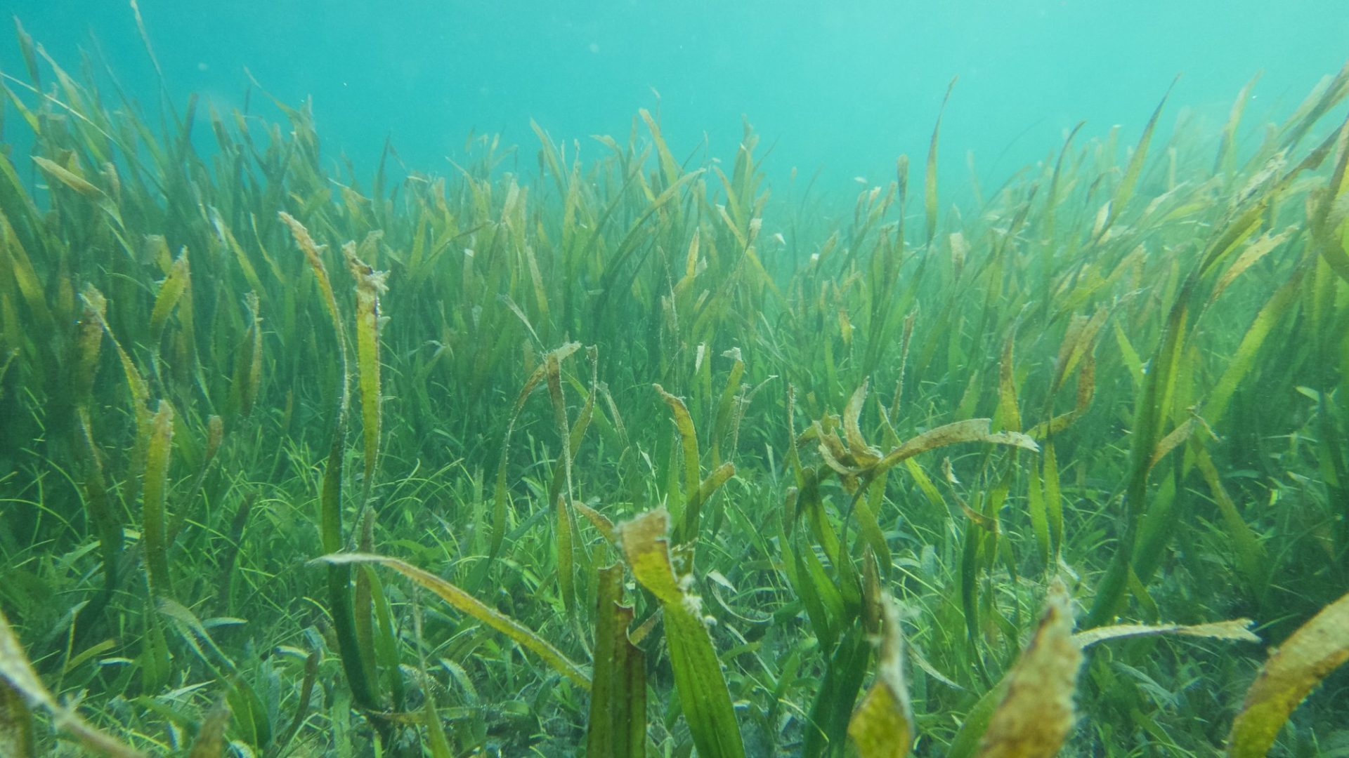 Boosting Scotland's Coastal Ecosystems: A Focus On Seagrass Restoration Boosting Scotland's Coastal Ecosystems: A Focus On Seagrass Restoration