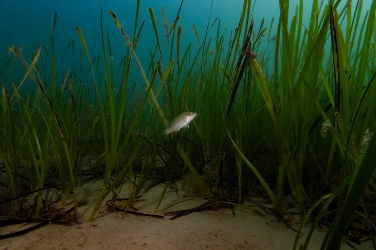 Boosting Scotland's Marine Life: The Importance Of Seagrass Planting Initiatives Boosting Scotland's Marine Life: The Importance Of Seagrass Planting Initiatives