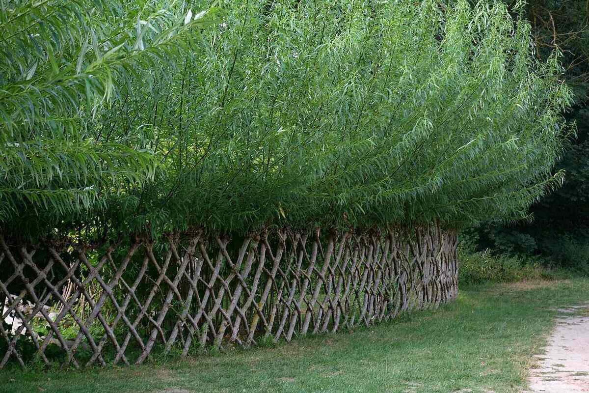 Building A Durable And Attractive Living Fence Building A Durable And Attractive Living Fence