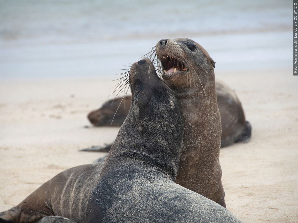 California's Marine Life Suffers: The Growing Threat Of Toxic Algae Blooms California's Marine Life Suffers: The Growing Threat Of Toxic Algae Blooms