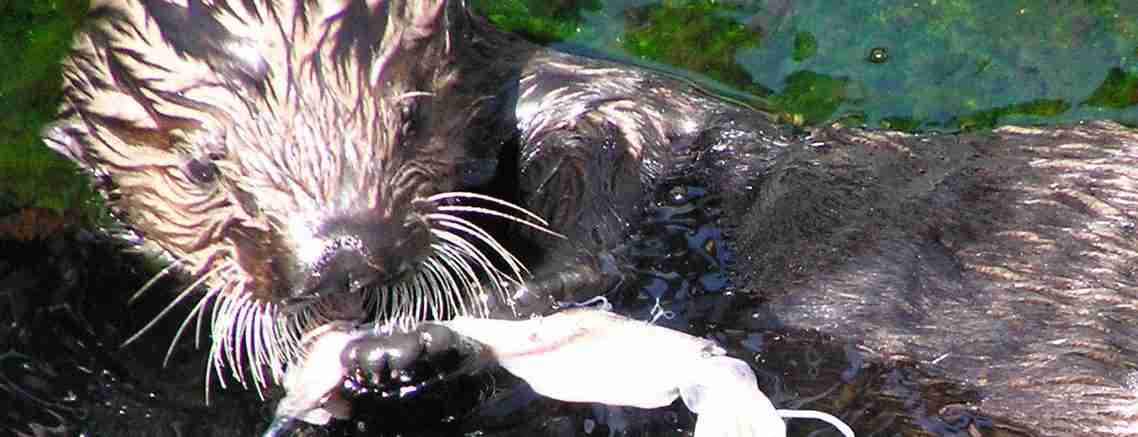 Charting A New Course: The Future Of Otter Conservation In Wyoming Charting A New Course: The Future Of Otter Conservation In Wyoming