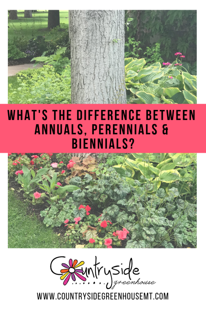 Choosing Between Annuals And Perennials: A Gardener's Dilemma Choosing Between Annuals And Perennials: A Gardener's Dilemma
