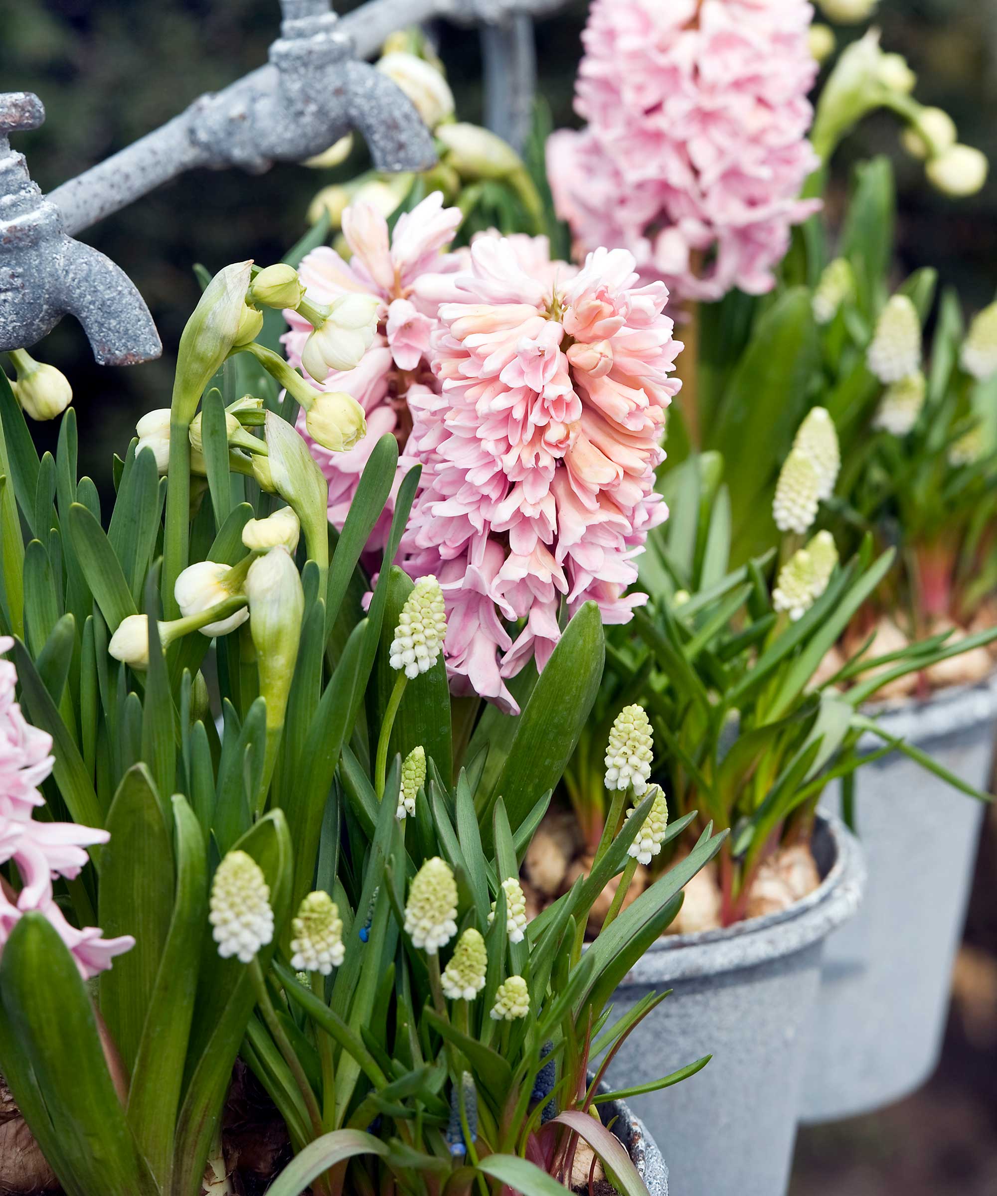 Choosing The Right Time To Plant Hyacinth Bulbs Choosing The Right Time To Plant Hyacinth Bulbs