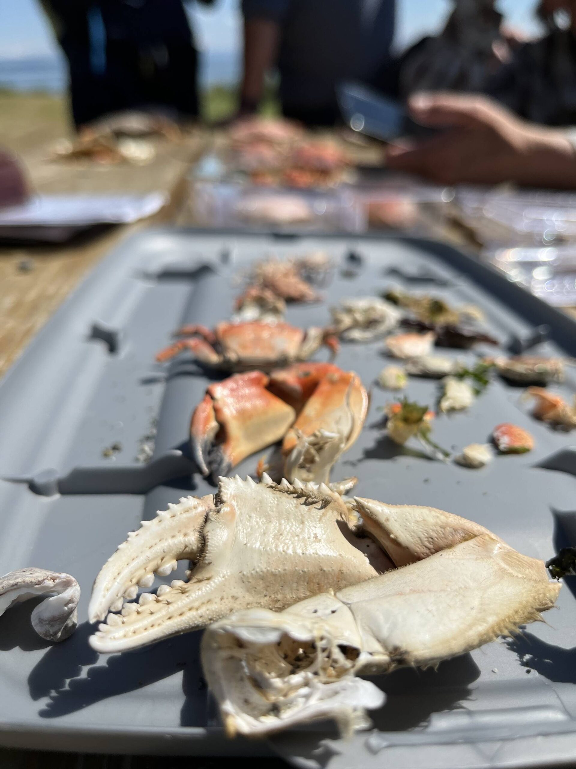 Citizen Scientists And The Mysteries Of Whidbey Clams