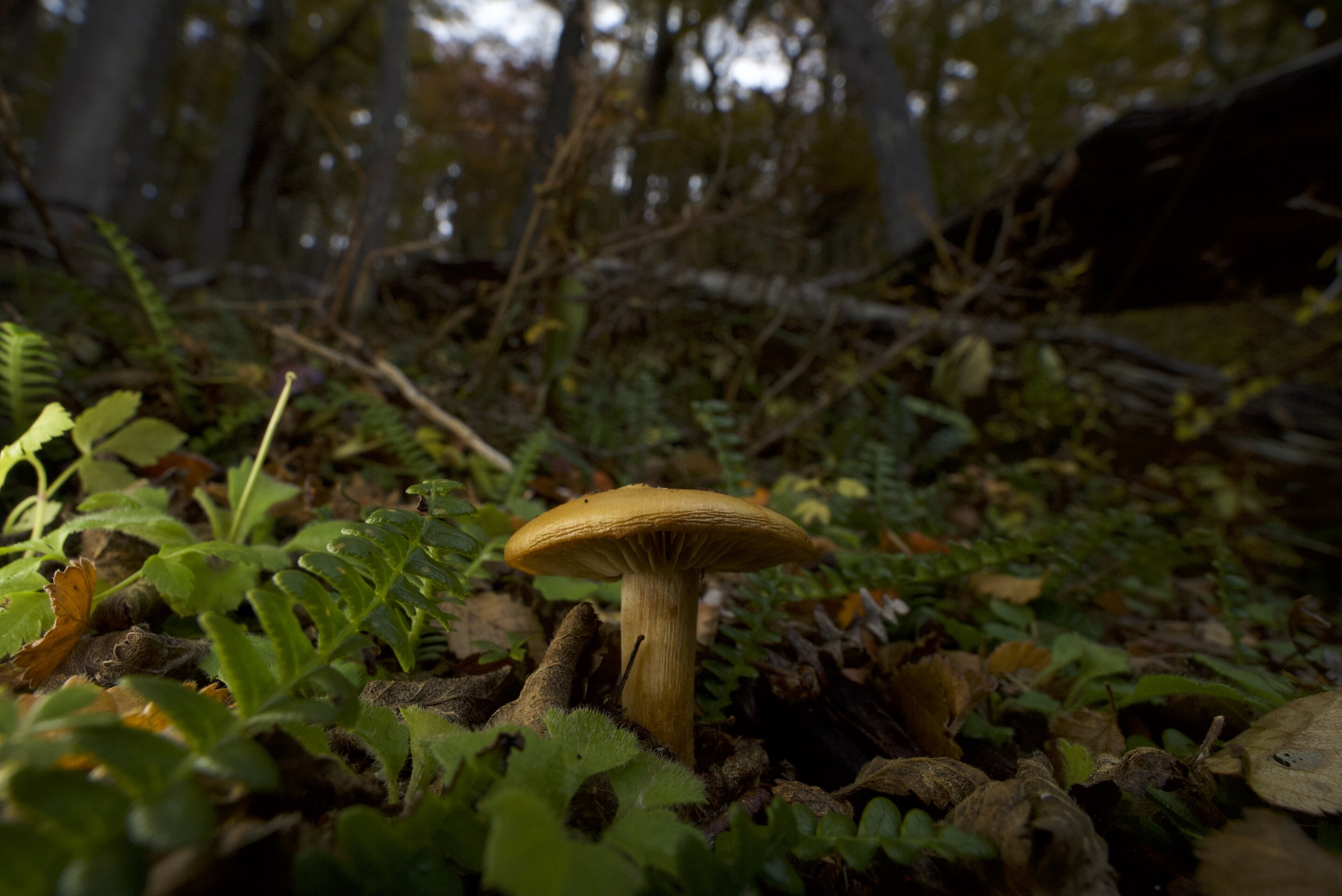 Climate Change Fuels The Spread Of Dangerous Fungi Climate Change Fuels The Spread Of Dangerous Fungi