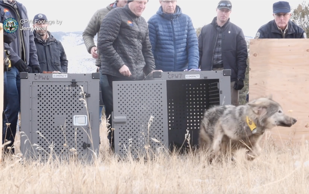 Colorado Gray Wolf's Death In Wyoming: A Setback For Reintroduction Efforts Colorado Gray Wolf's Death In Wyoming: A Setback For Reintroduction Efforts