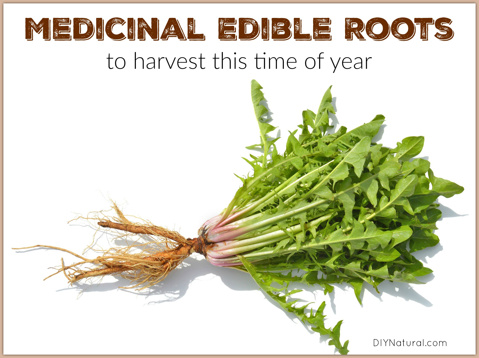 Country Diary: Foraging For A Carrot Cousin's Edible Roots Country Diary: Foraging For A Carrot Cousin's Edible Roots