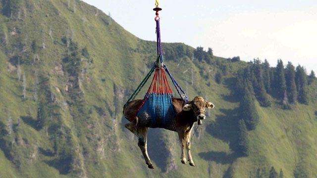Cows Airlifted From Swiss Village: A Unique Rescue Operation Cows Airlifted From Swiss Village: A Unique Rescue Operation