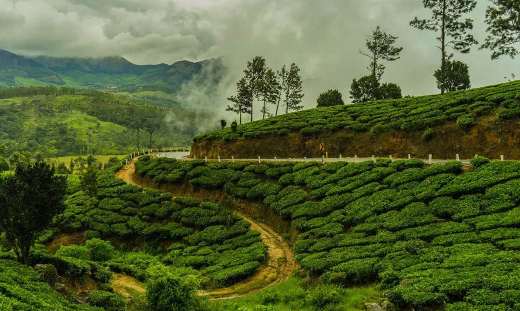 Darjeeling Tea Facing Production Crisis: What's Next? Darjeeling Tea Facing Production Crisis: What's Next?