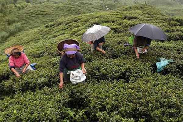 Darjeeling Tea Industry: An Analysis Of Current Concerns Darjeeling Tea Industry: An Analysis Of Current Concerns