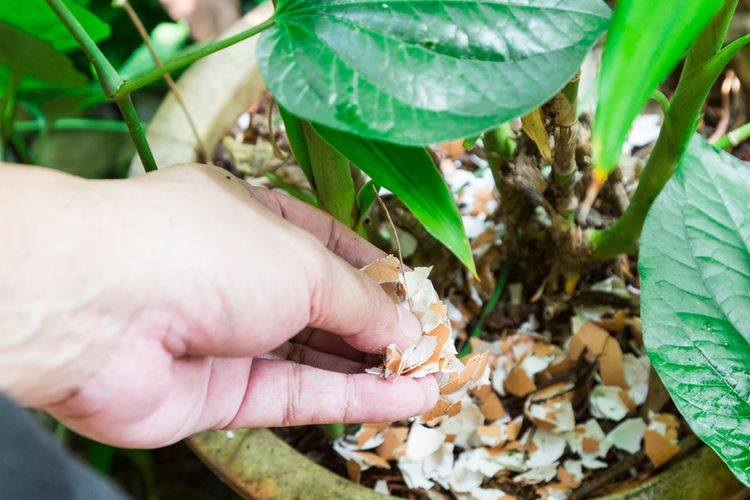 Daur Ulang Cangkang Telur: Pupuk Alami Dan Sumber Kalsium Untuk Tanaman Dan Hewan Daur Ulang Cangkang Telur: Pupuk Alami Dan Sumber Kalsium Untuk Tanaman Dan Hewan