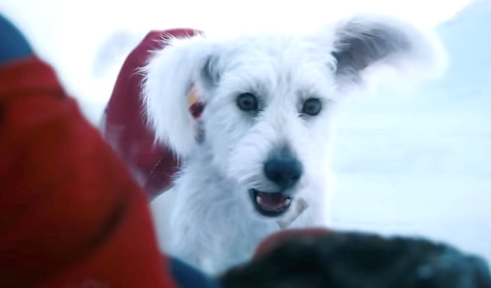DC's Krypto: A Look At The Super-Powered Canine's Animated Adventure DC's Krypto: A Look At The Super-Powered Canine's Animated Adventure