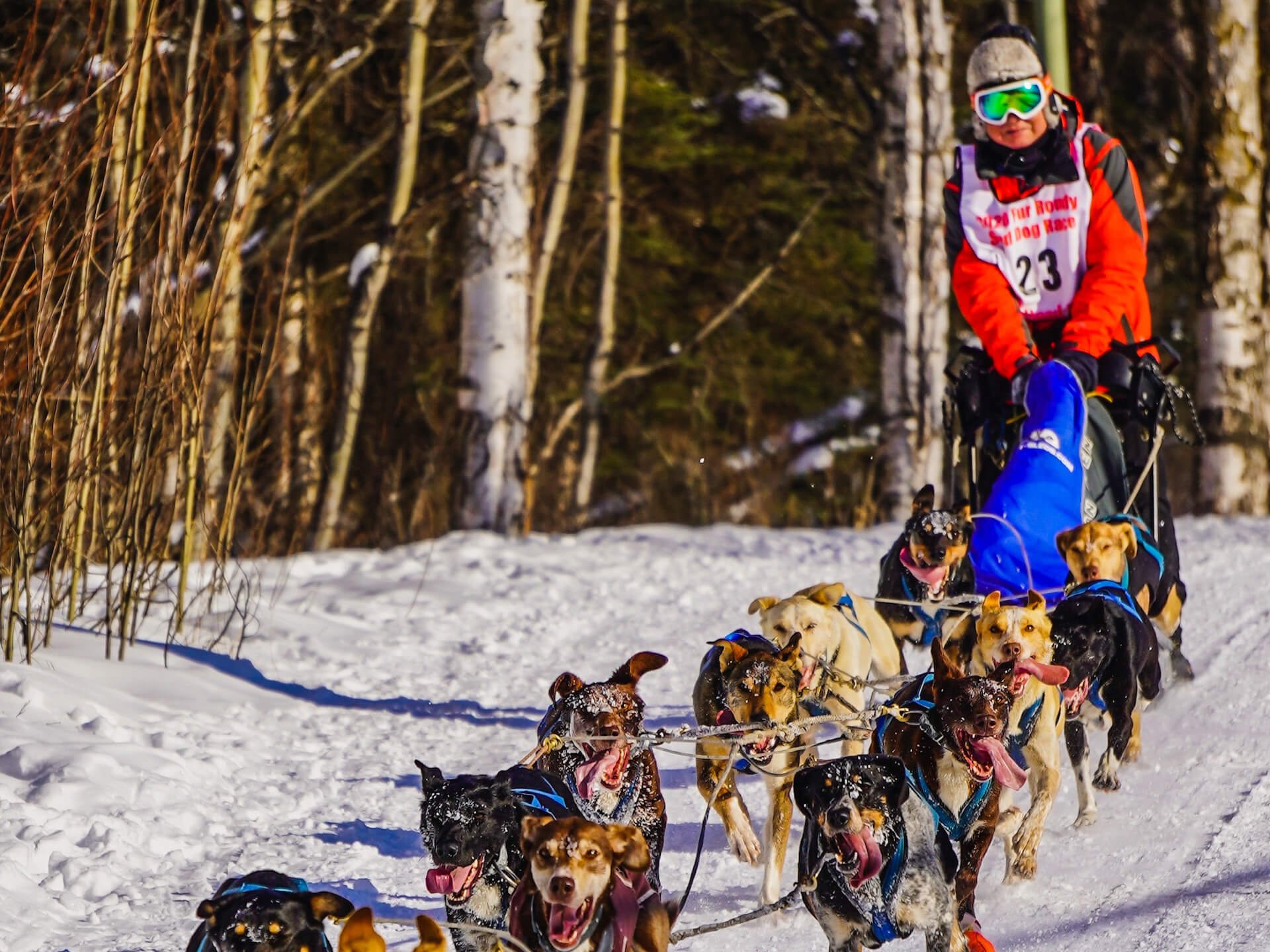 Despite Shorter Race, Fur Rondy Mushers Press On Despite Shorter Race, Fur Rondy Mushers Press On