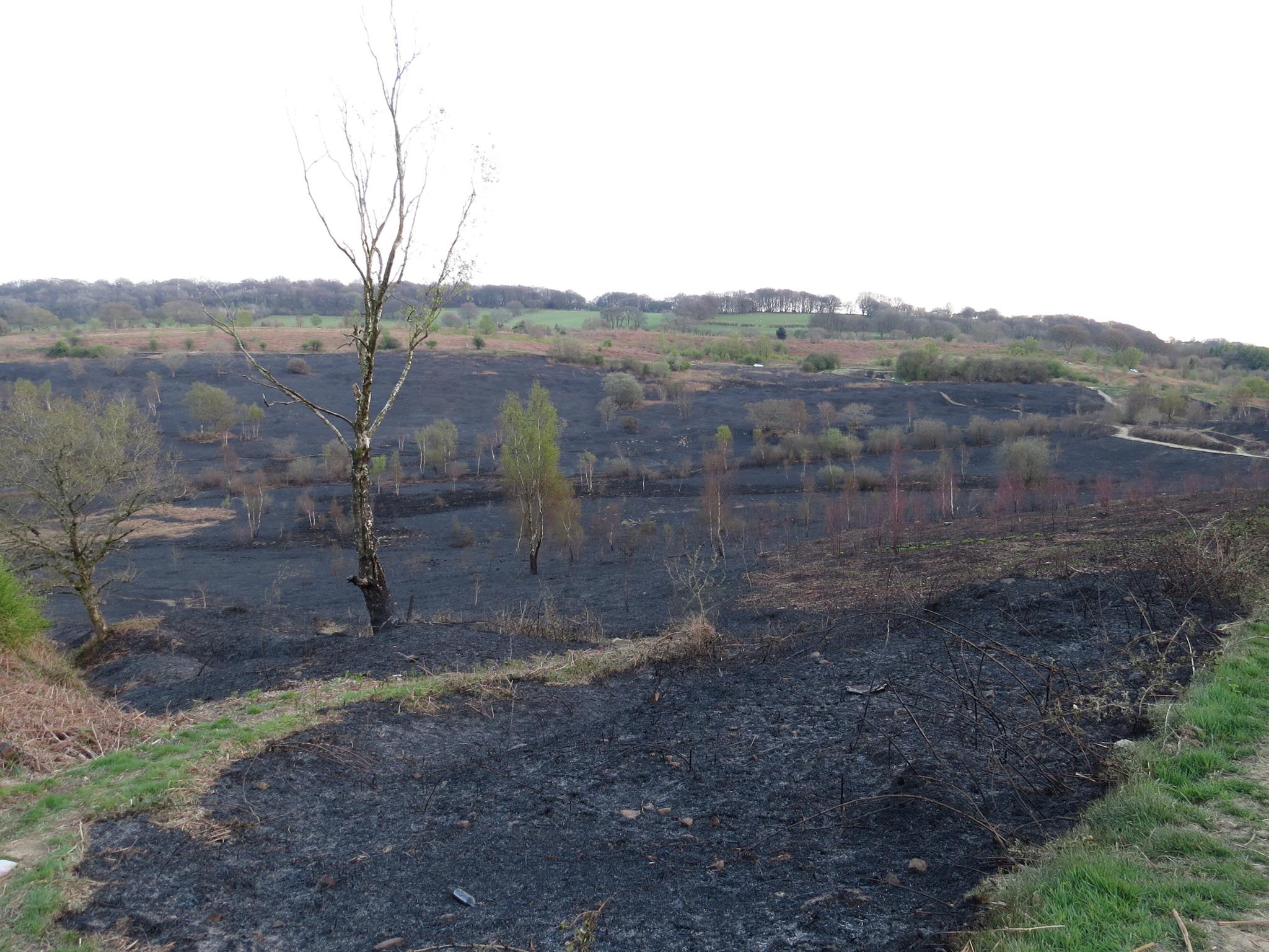 Devastating Wildfires Threaten UK's Rarest Animals Devastating Wildfires Threaten UK's Rarest Animals