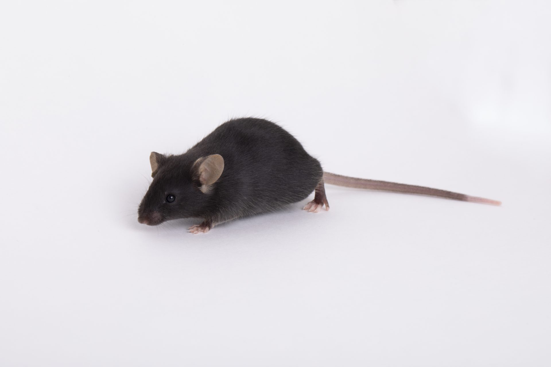 Does The US Government Fund Transgender Mouse Research? Separating Fact From Fiction Does The US Government Fund Transgender Mouse Research? Separating Fact From Fiction