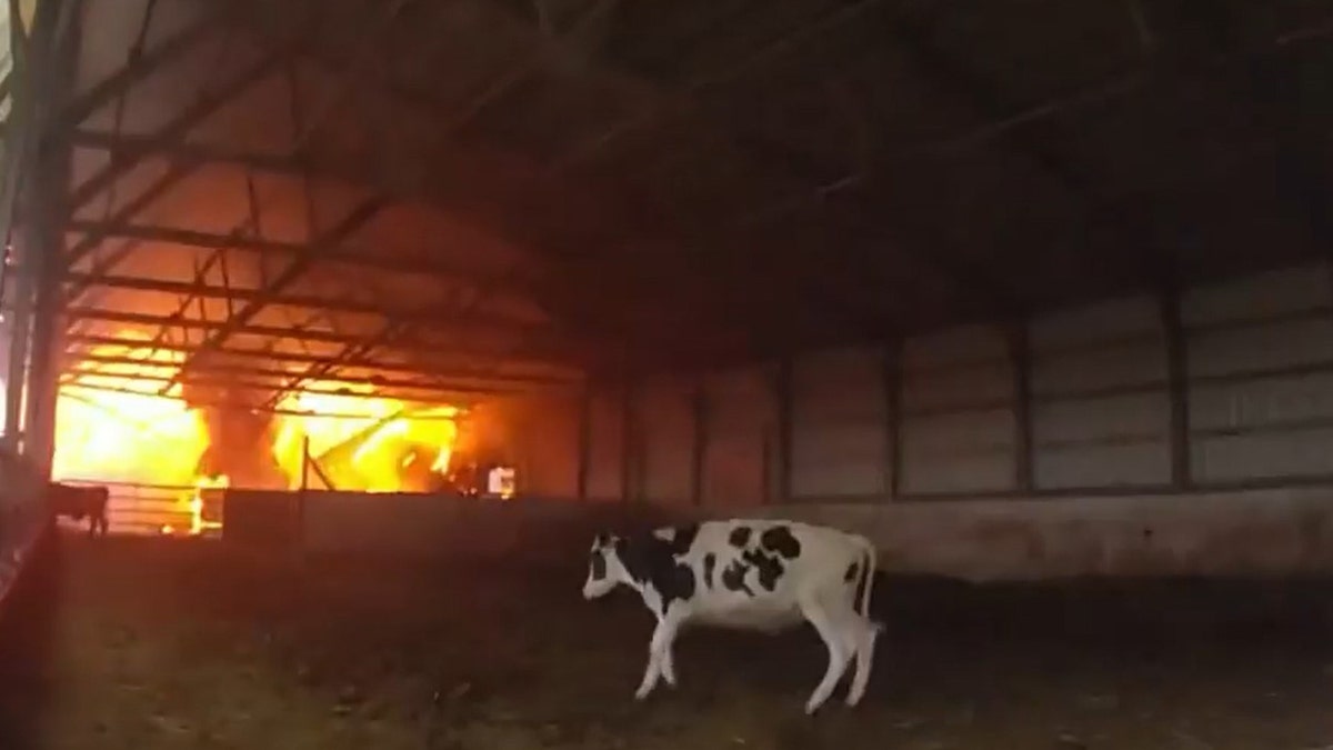 Emergency Airlift: Rescuing Cows In A Swiss Village Emergency Airlift: Rescuing Cows In A Swiss Village