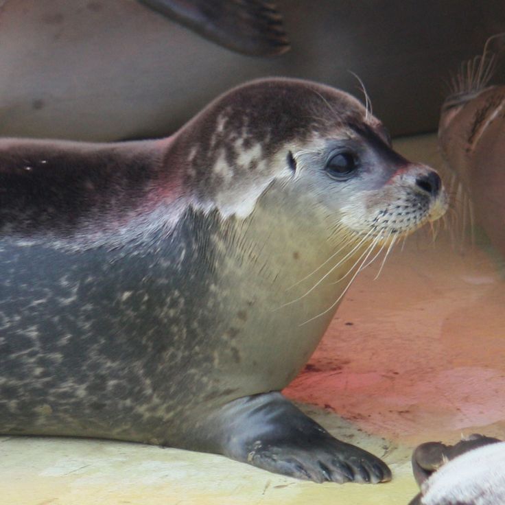 End Of An Era: Pieterburen's Seal Rescue Center Closes, Releases Last Seals End Of An Era: Pieterburen's Seal Rescue Center Closes, Releases Last Seals