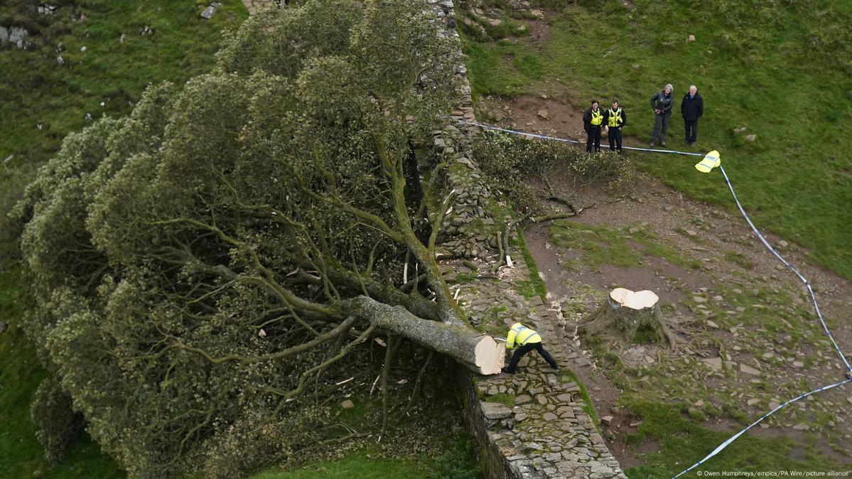 Famous Sycamore Gap Tree Felled: Convictions Handed Down Famous Sycamore Gap Tree Felled: Convictions Handed Down