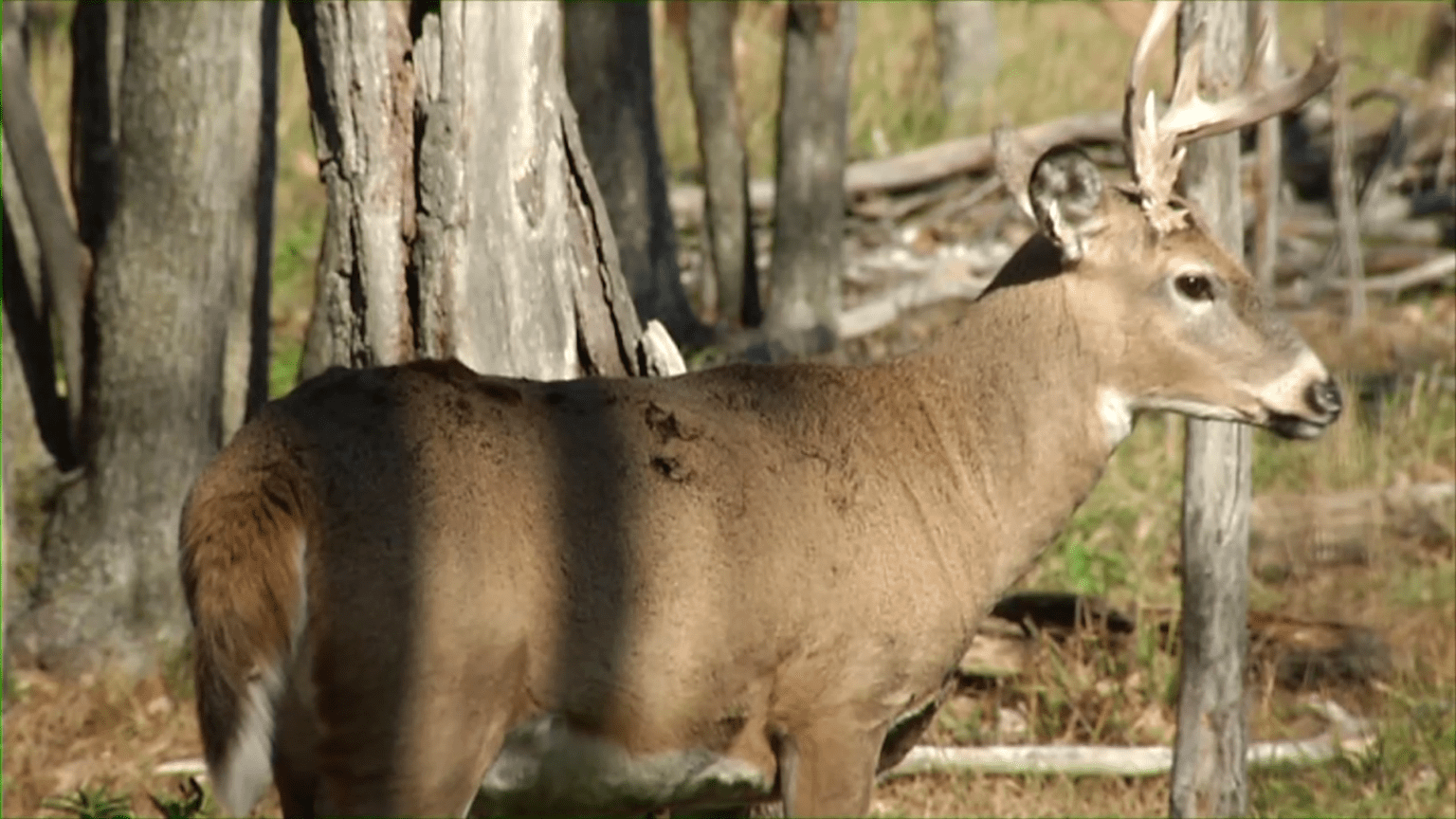 Fire Season Begins Early: Canada And Minnesota Brace For Impacts Fire Season Begins Early: Canada And Minnesota Brace For Impacts