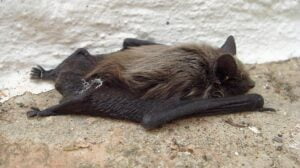Flooding: A Grave Threat To Livestock And Farms Flooding: A Grave Threat To Livestock And Farms