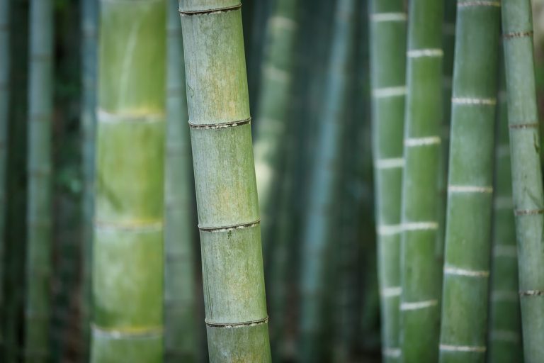 From Raw Material To Luxury: Gucci's Bamboo Production Explained
