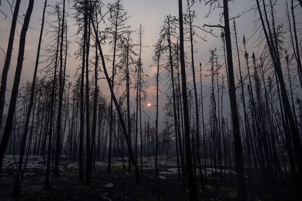 Global Forest Loss Surges To Record High Amidst Devastating Wildfires Global Forest Loss Surges To Record High Amidst Devastating Wildfires