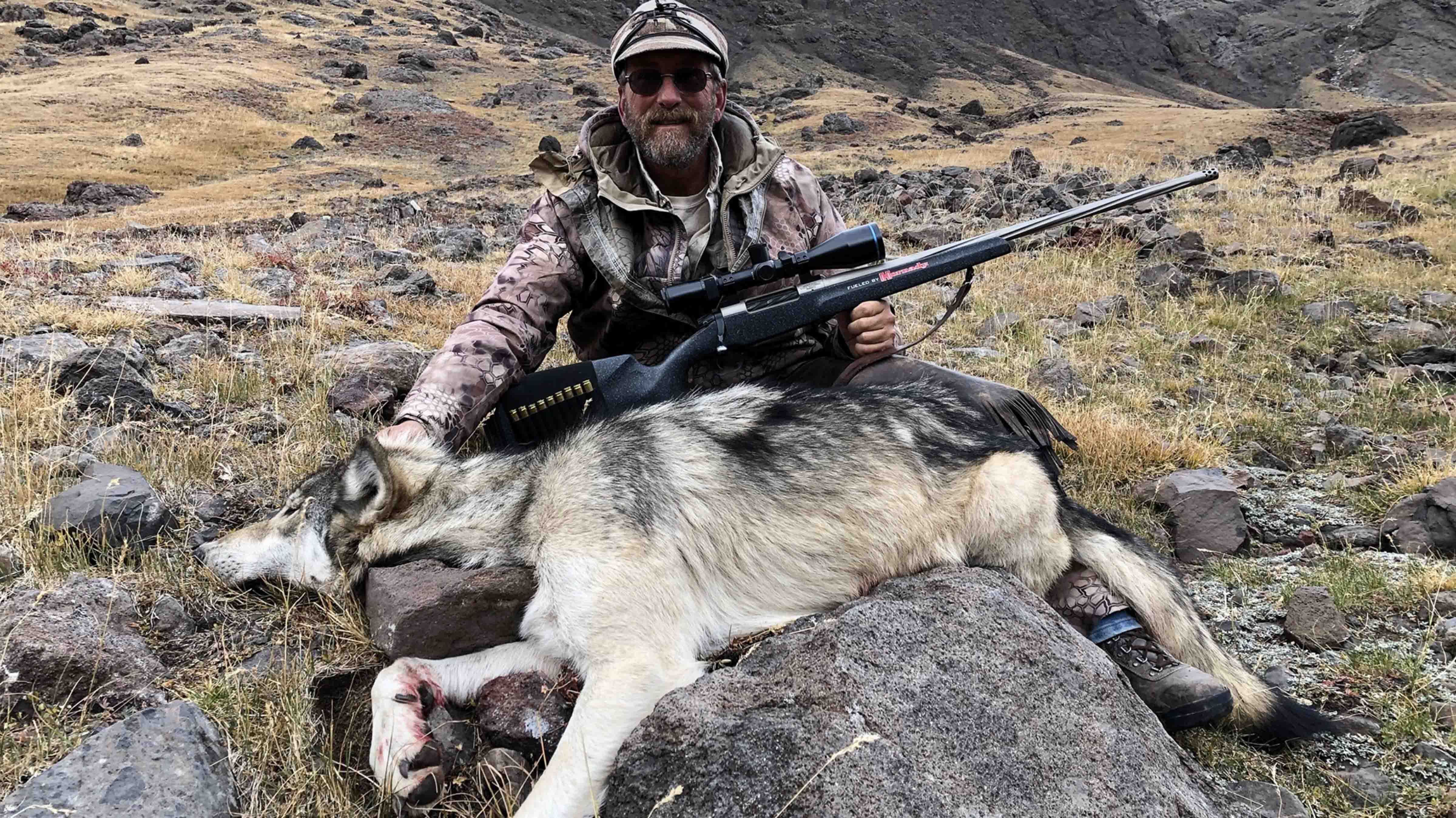 Gray Wolf Mortality: Second Colorado Wolf Dies In Wyoming Gray Wolf Mortality: Second Colorado Wolf Dies In Wyoming