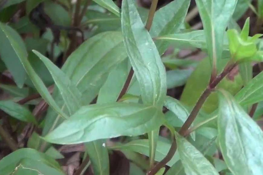 Growing Rosemary And Thyme: A Beginner's Guide To Herb Cultivation Growing Rosemary And Thyme: A Beginner's Guide To Herb Cultivation