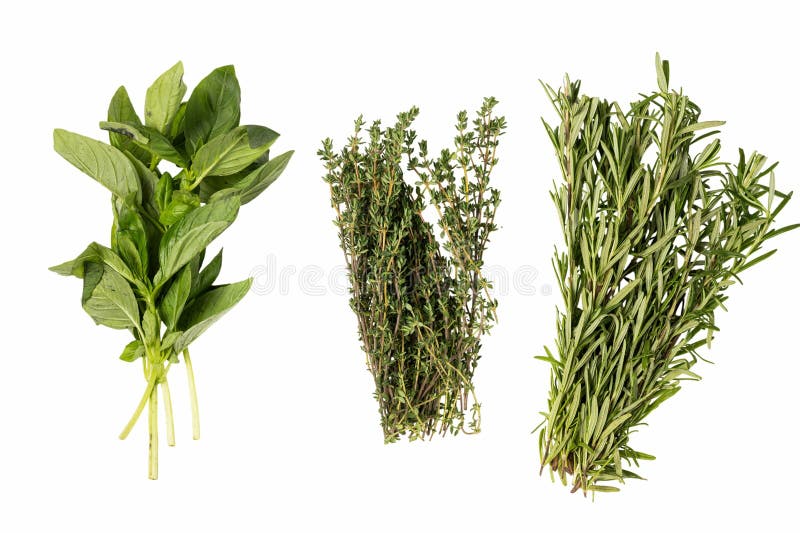 Harnessing The Flavors Of Rosemary & Thyme Harnessing The Flavors Of Rosemary & Thyme