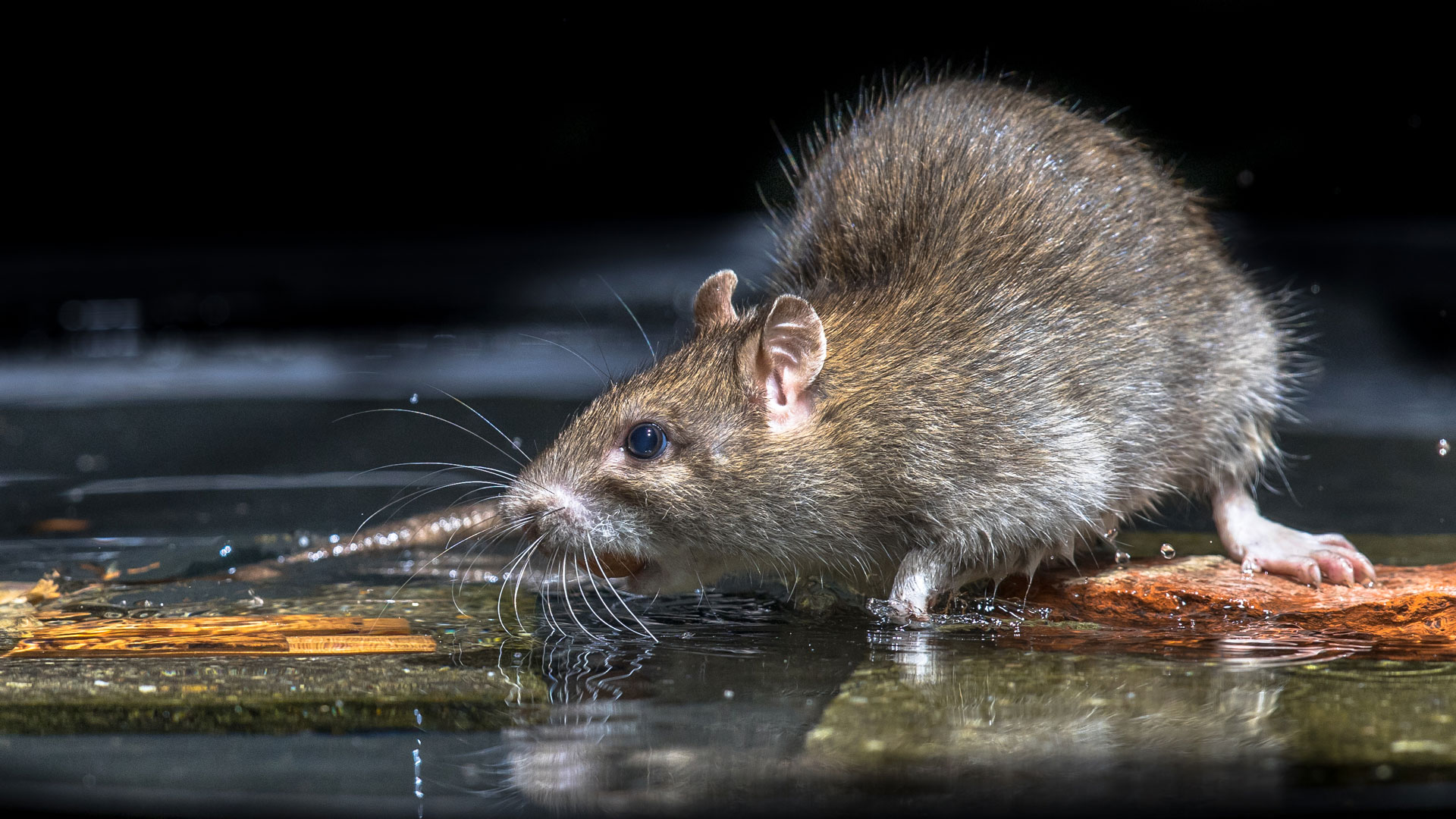 Houston's Growing Rat Problem: The Unexpected Drug Angle Houston's Growing Rat Problem: The Unexpected Drug Angle