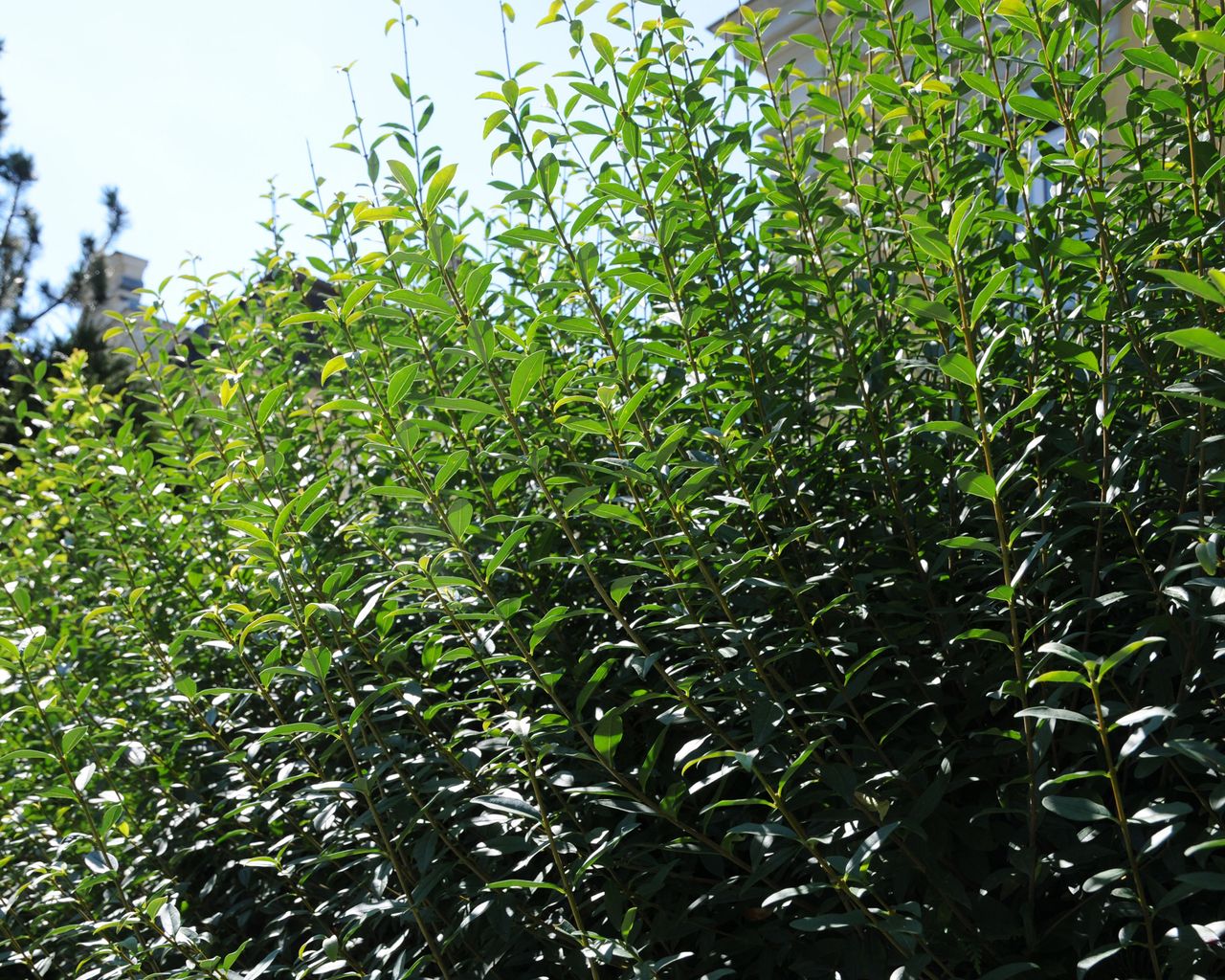 How To Choose Plants For Your Living Fence How To Choose Plants For Your Living Fence