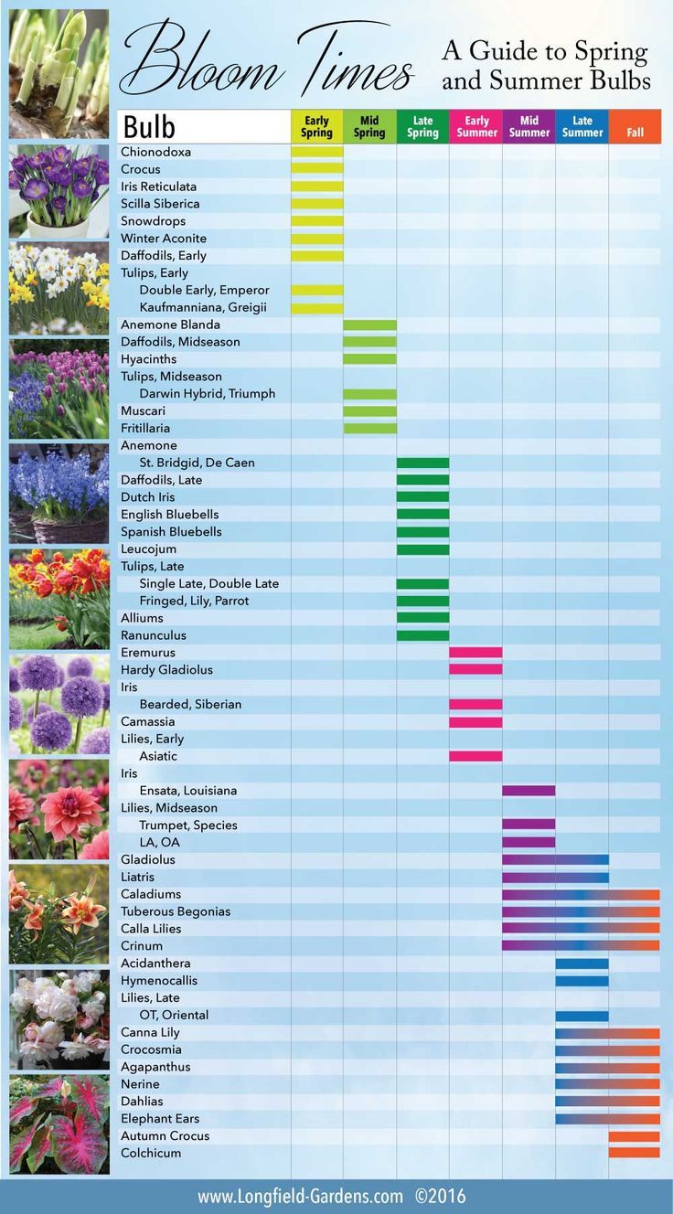 Hyacinth Bulbs Planting Guide: Timing For Vibrant Blooms Hyacinth Bulbs Planting Guide: Timing For Vibrant Blooms