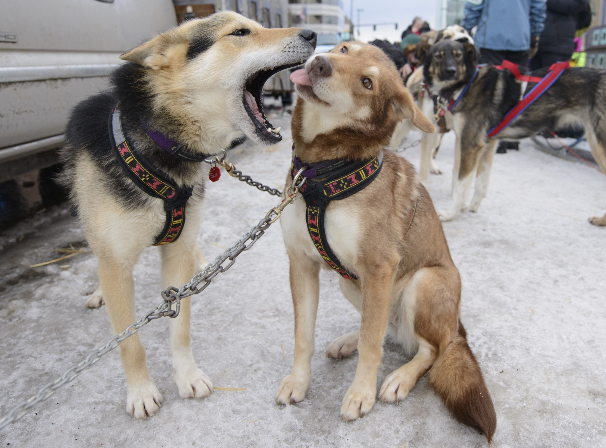 Iditarod Rookies: 7 Sled Dog Teams Aiming For Nome Iditarod Rookies: 7 Sled Dog Teams Aiming For Nome