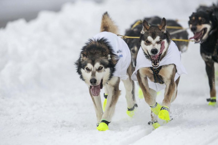Iditarod's 2025 Ceremonial Start: Downtown Anchorage Celebrates Iditarod's 2025 Ceremonial Start: Downtown Anchorage Celebrates