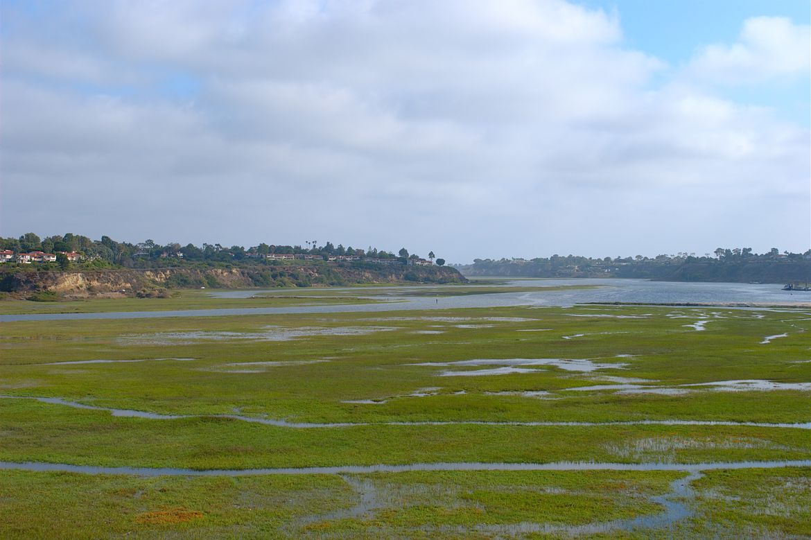 Impact Of Toxic Algae Blooms On California's Coastal Environment