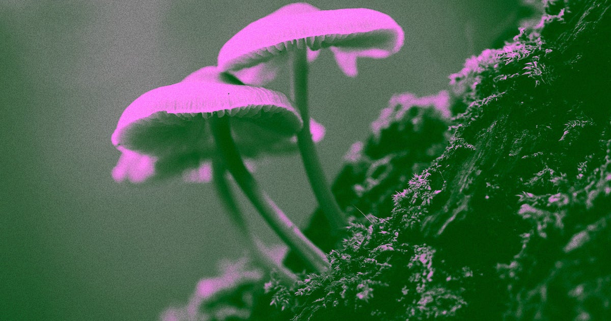 Increased Temperatures Fuel The Spread Of Dangerous Fungi Increased Temperatures Fuel The Spread Of Dangerous Fungi