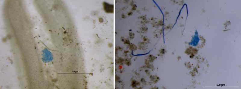 Indagine Sulla Presenza Di Microplastiche Nelle Diverse Fonti D'acqua Indagine Sulla Presenza Di Microplastiche Nelle Diverse Fonti D'acqua