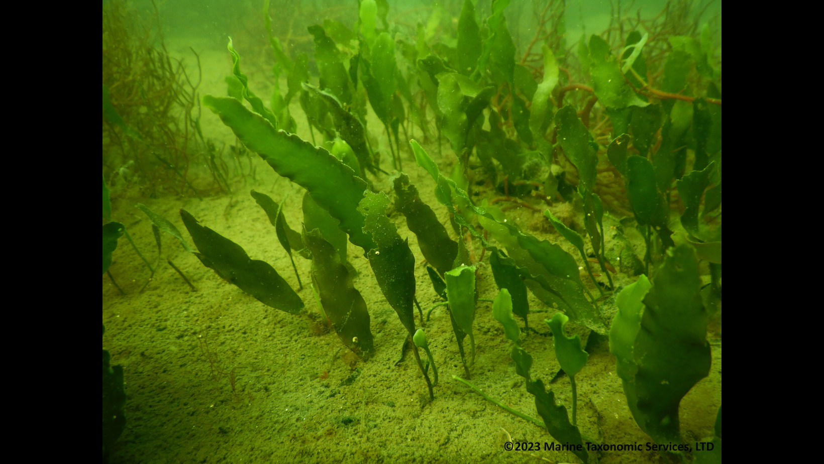 Invasive Seaweed Extermination: The Crisis Facing Australia's Marine Life Invasive Seaweed Extermination: The Crisis Facing Australia's Marine Life